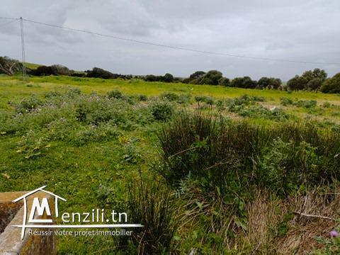 قطعة أرض بتمزرات