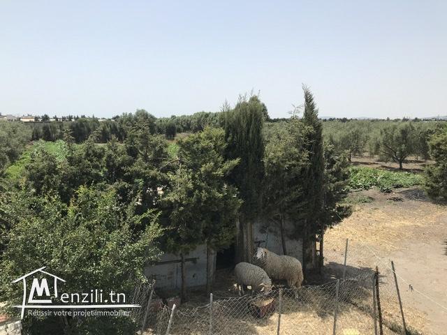 Ferme( senia, سانية  ) d’oliviers de 5 hectares à vendre à Soliman