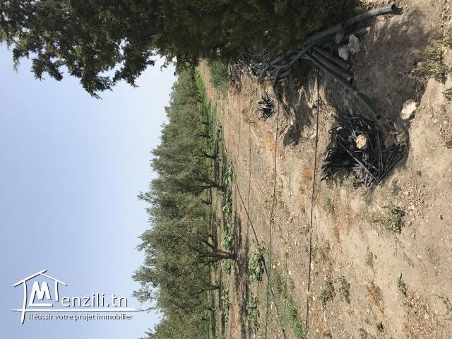 Ferme( senia, سانية  ) d’oliviers de 5 hectares à vendre à Soliman