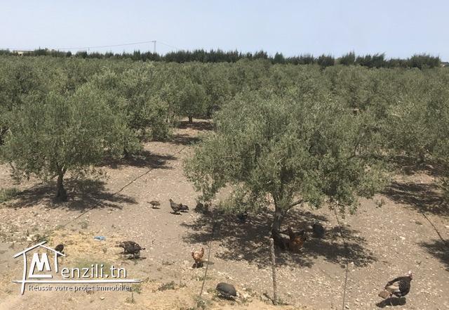 Ferme( senia, سانية  ) d’oliviers de 5 hectares à vendre à Soliman