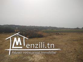 Terrain à vendre à Hammamet Si Hamed