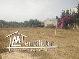 Terrain à vendre à hammamet Si Hamed