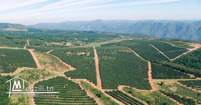 VENTE EXPLOITATION AGRICOLE OUESLATIA