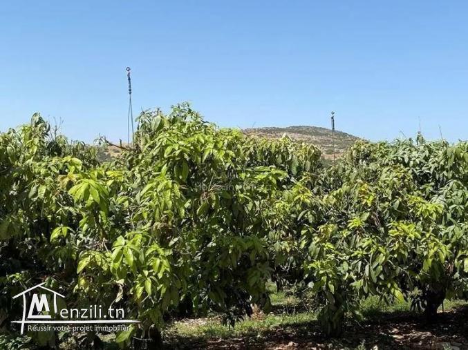 VENTE EXPLOITATION AGRICOLE OUESLATIA