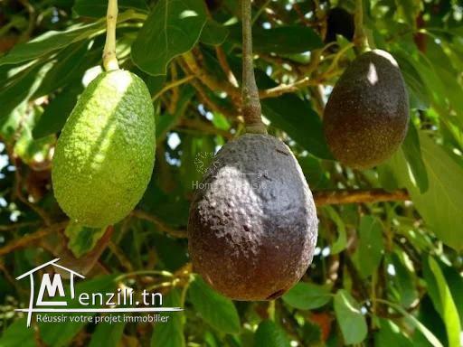 VENTE EXPLOITATION AGRICOLE OUESLATIA