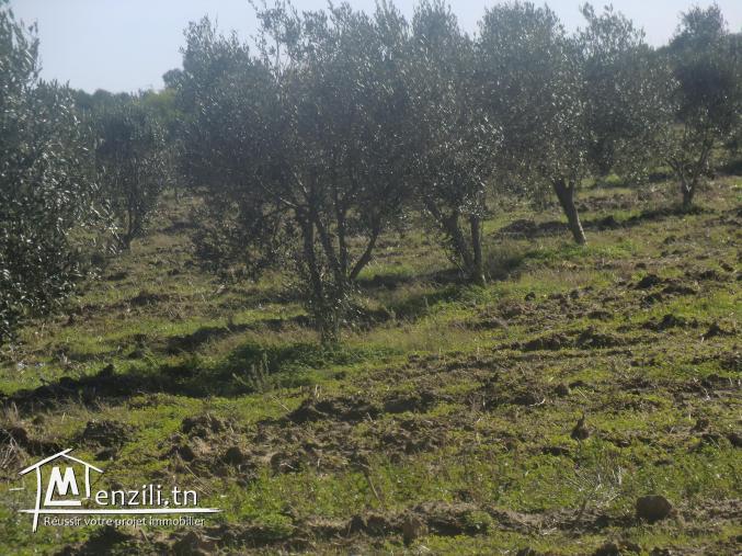 un beau terrain 1000m²