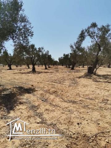 Bonne occasion à foukaia