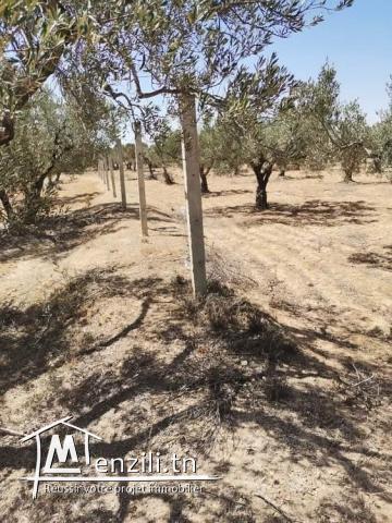 Bonne occasion à foukaia