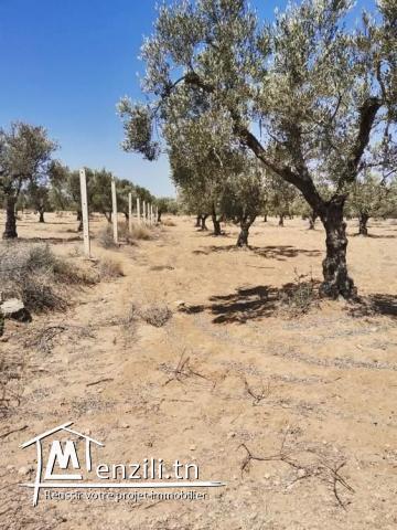 Bonne occasion à foukaia