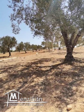 Bonne occasion à foukaia