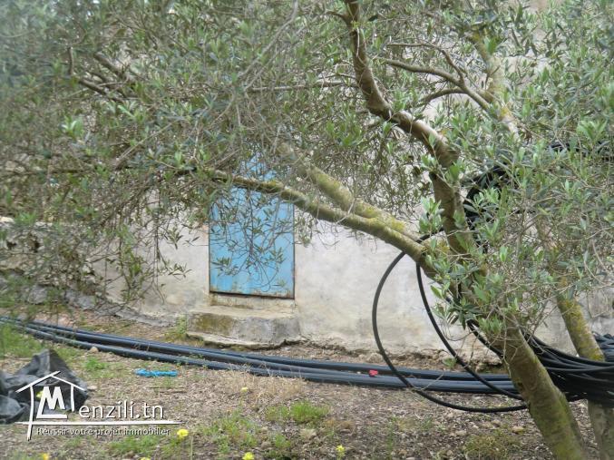 للبيع 5670 متر مربع في الهواريه 