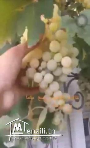 Siliana maison à vendre