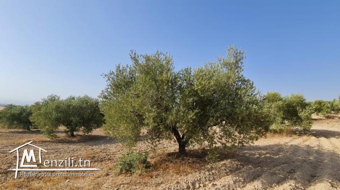 للبيع ببوعرادة ارض فلاحية زيتون معصري شعيبي