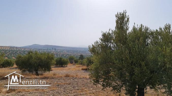 للبيع ببوعرادة ارض فلاحية زيتون معصري شعيبي