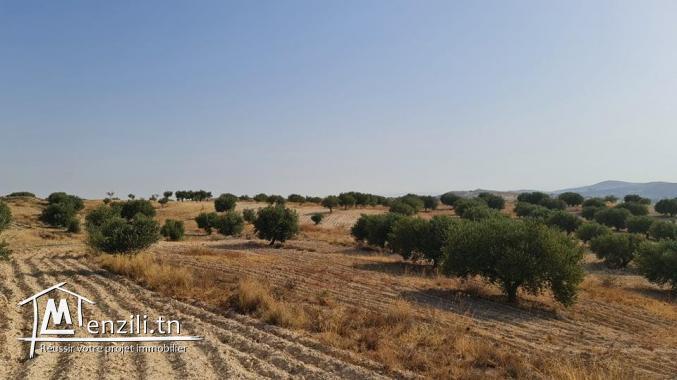 للبيع ببوعرادة ارض فلاحية زيتون معصري شعيبي