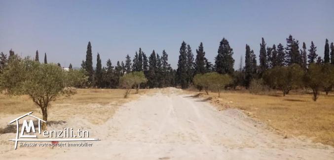 Terrain a yasinne hammamet