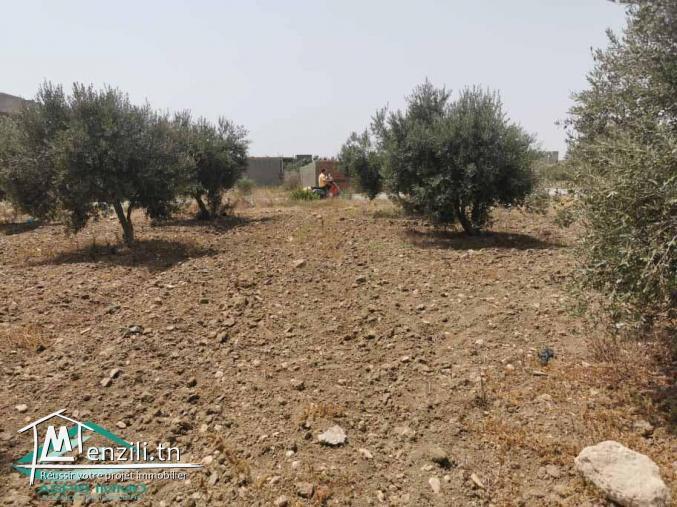 VT638:Terrain d’habitation 250 m² à cité mirdès 2 Kelibia