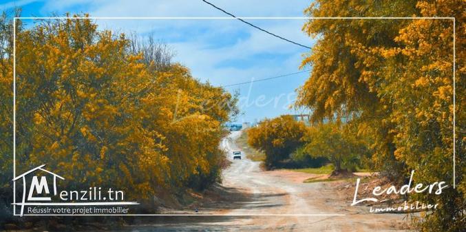 A vendre des terrains à Hammamet prix raisonnable