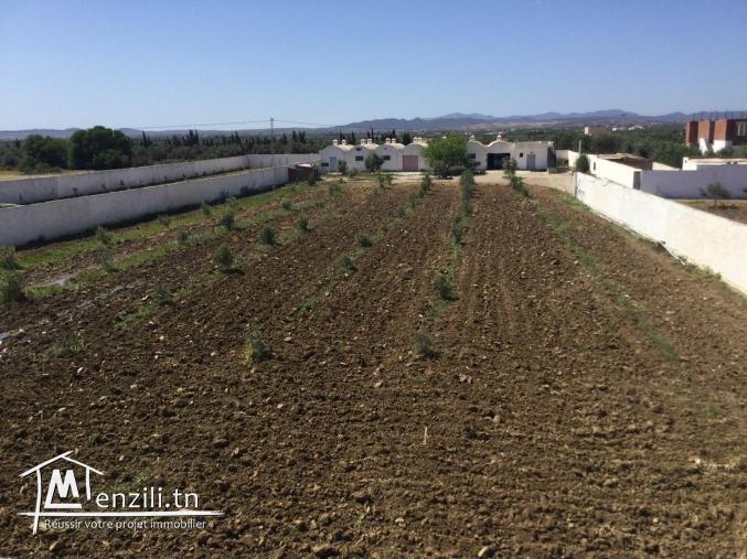 À 4km de Yasmine hammamet lots de terrain,