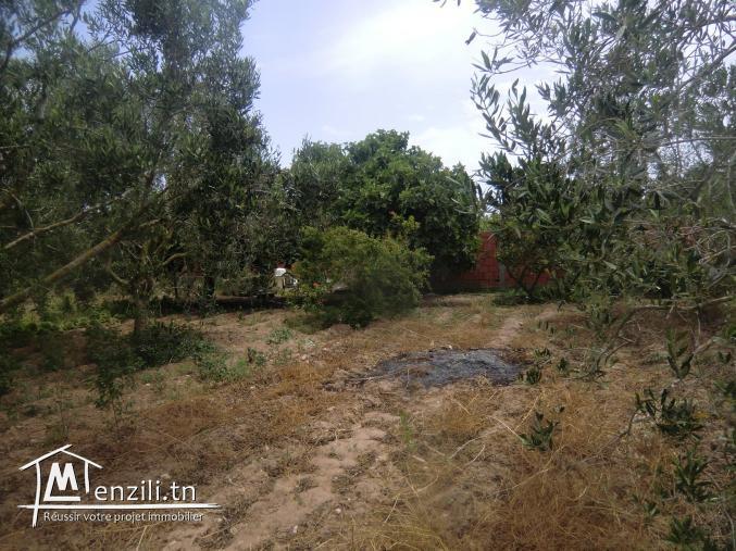 1000m² a vendre situé a dar allouch