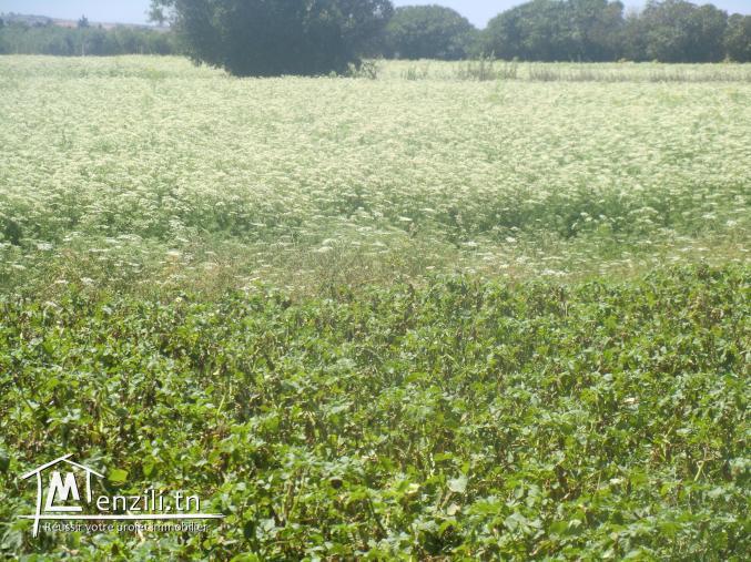 أربعة هكتارات للبيع الهوارية