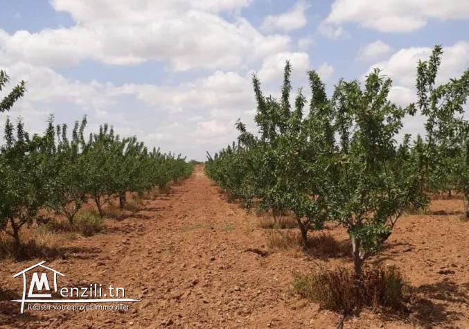 à la vente une très belle ferme  d une superficie de 6,5 hectars