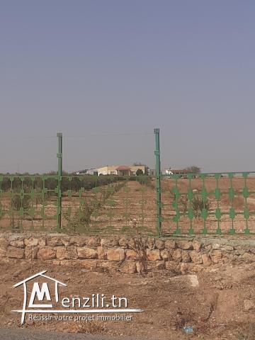 A vendre des lots de terrain A Borj El Amri