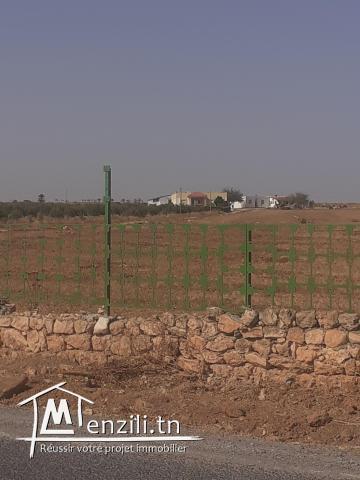 A vendre des lots de terrain A Borj El Amri