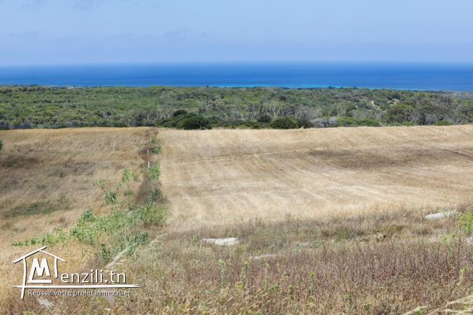 terrain à Azemmour kélibia