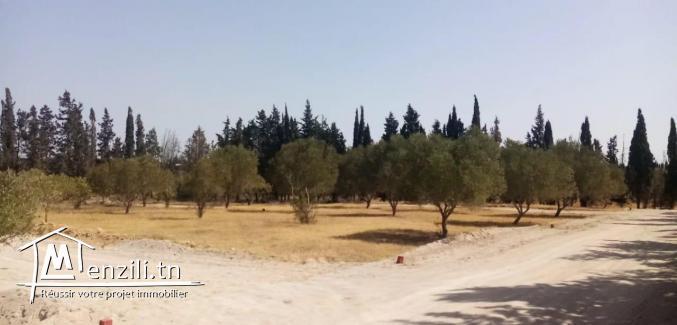 terrain à Jinen El hammamet