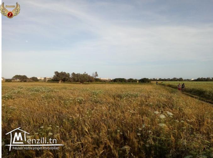 terrina à hammem jabli