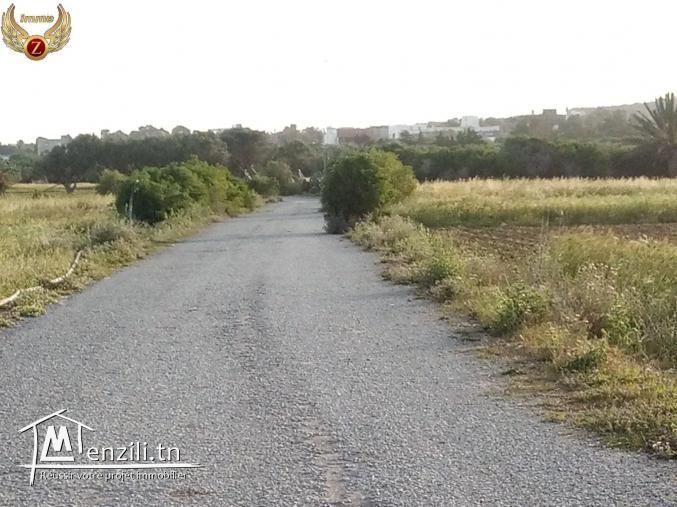 terrina à hammem jabli