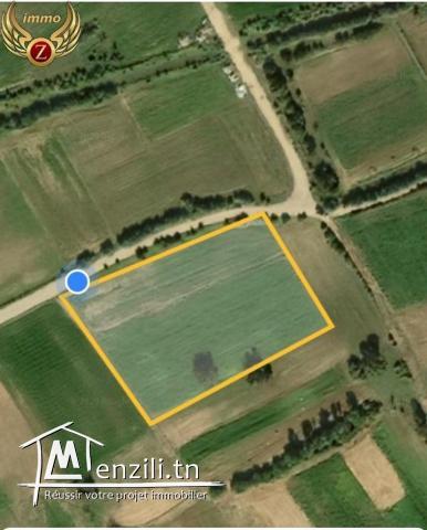 terrina à hammem jabli