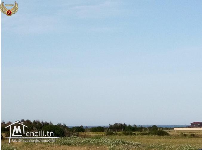 terrina à hammem jabli