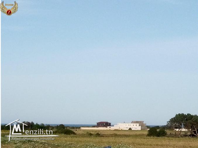 terrina à hammem jabli