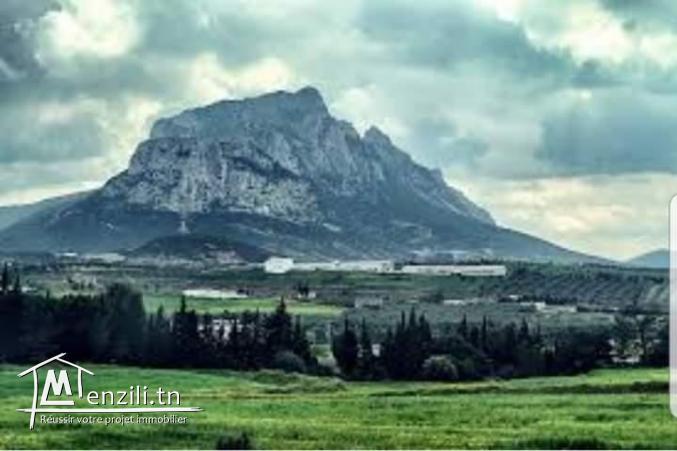 شركة فلاحية