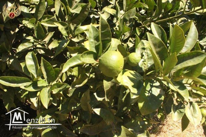 lotissement senya àazmour