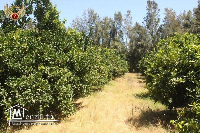 lotissement senya àazmour