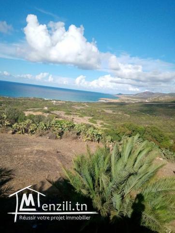Lot terrain 3 hectares à houichette Dar janna bizerte