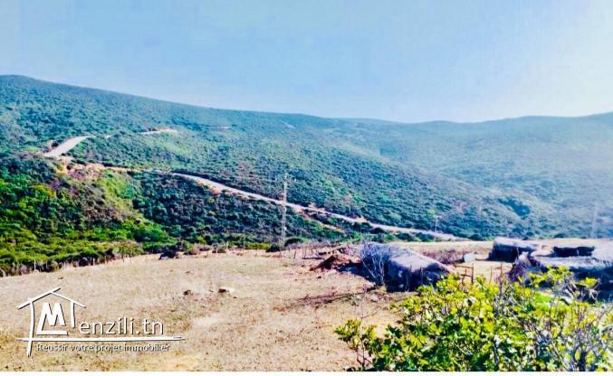 Lot terrain 3 hectares à houichette Dar janna bizerte