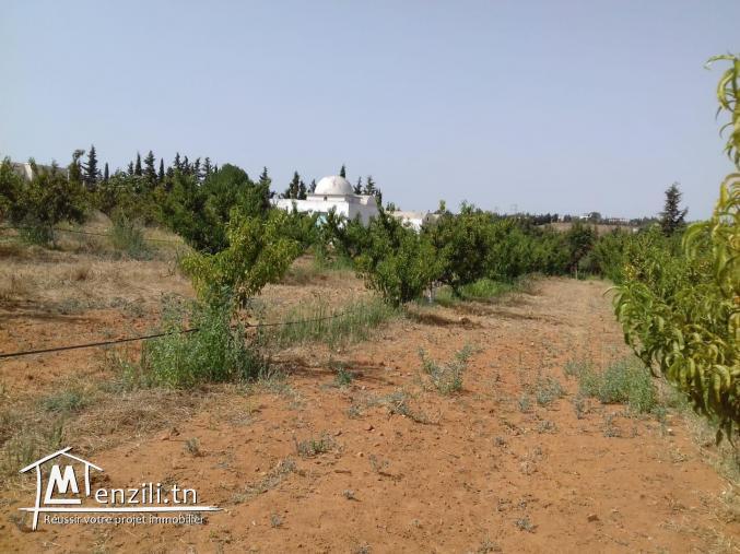 Petite ferme de surface 5000 mètres carrés