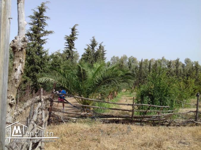 Petite ferme de surface 5000 mètres carrés