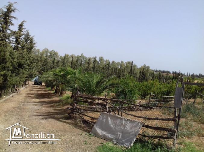 Petite ferme de surface 5000 mètres carrés