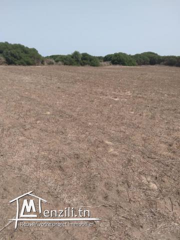 lotissement terrain à hammem leghzez