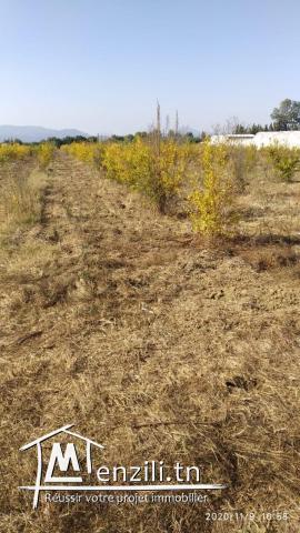 Terain (303 m2) à vendre à Denden