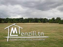 Terrain (1000m2) à vendre à Chabbaou