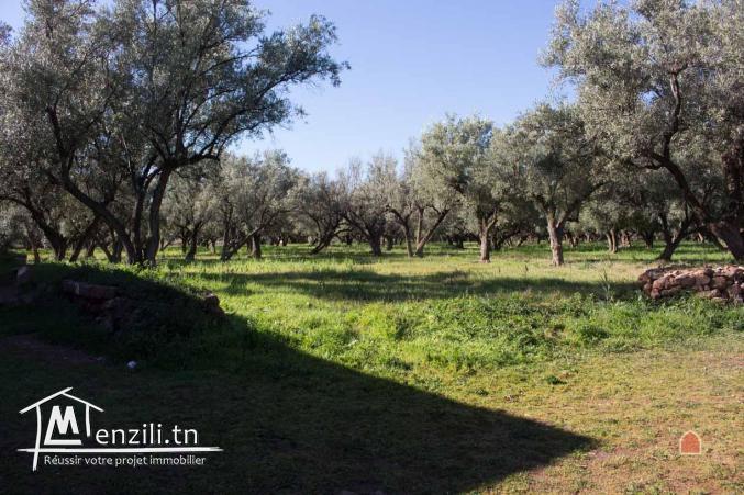 terrain à vendre 15000 m2