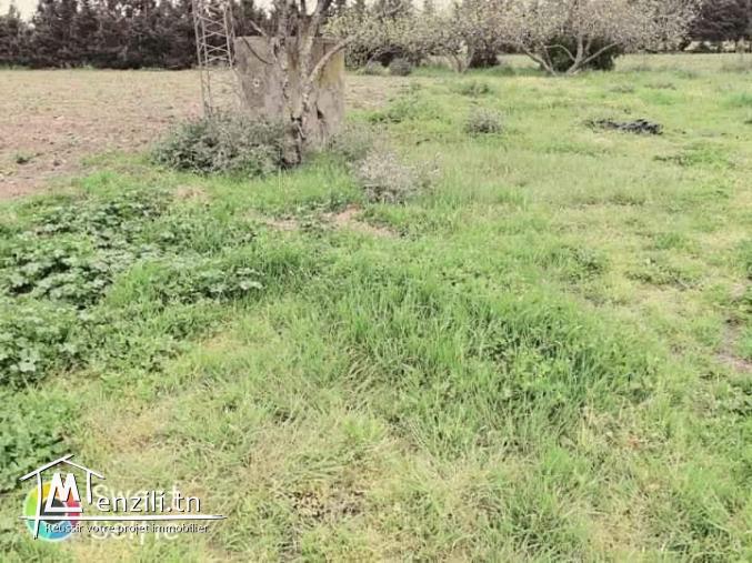 lotissement senya à dar chicho