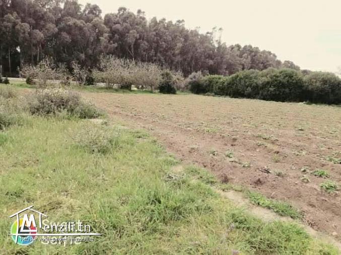 lotissement senya à dar chicho