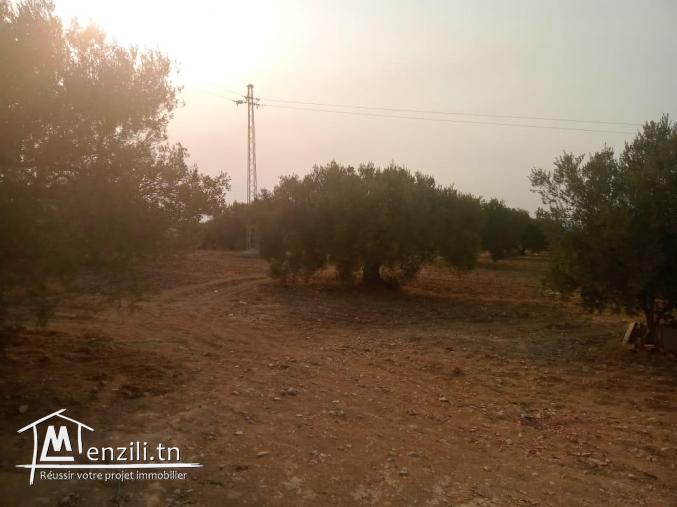 LOTS TERRAIN CONSTRUCTIBLE a BESBASIA DE HAMMAMET